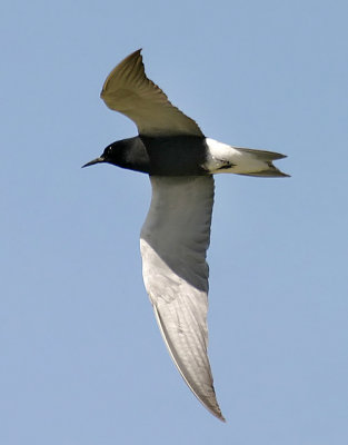 Black Tern