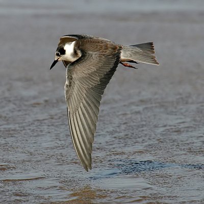 Black Tern