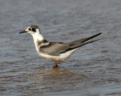 Black Tern