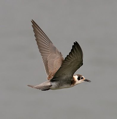 Black Tern
