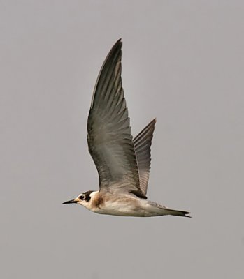 Black Tern