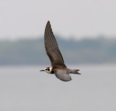 Black Tern