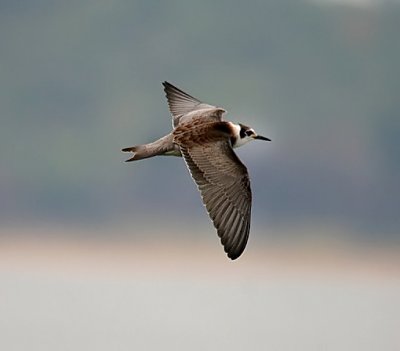 Black Tern