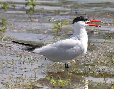 Caspian Tern