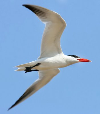 Caspian Tern