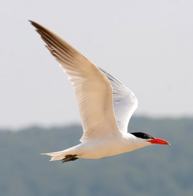 Caspian Tern