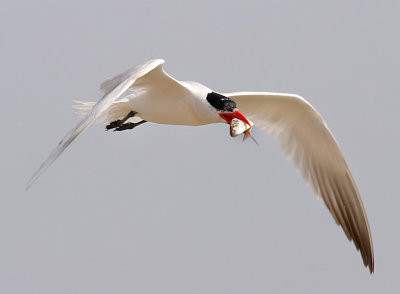 Caspian Tern