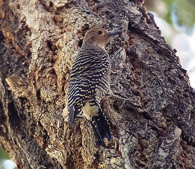 Williamson's Sapsucker