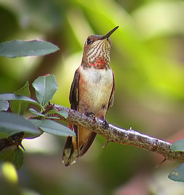 Rufous Hummingbird