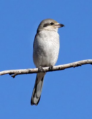 Northern Shrike