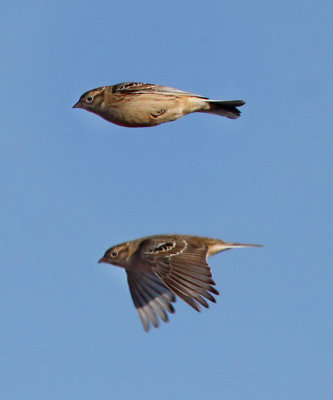 Smith's Longspurs