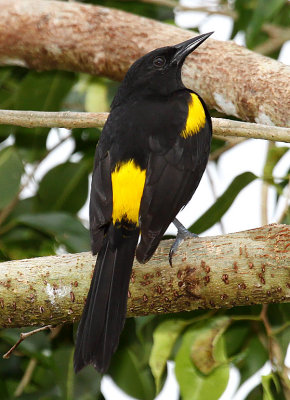 Puerto Rican Oriole