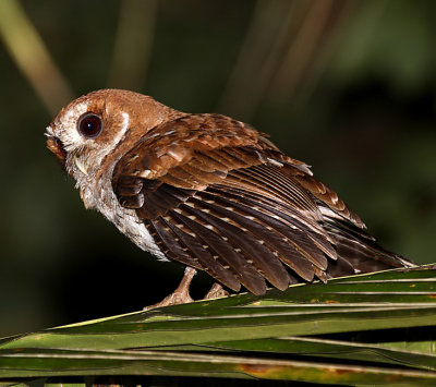 Puerto Rican Screech-Owl