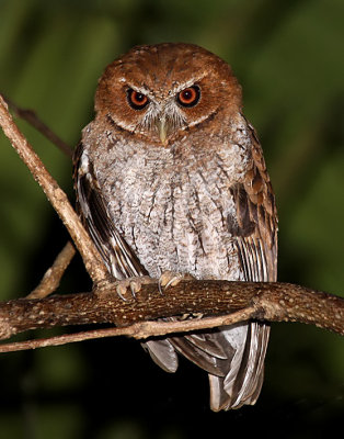 Puerto Rican Screech-Owl