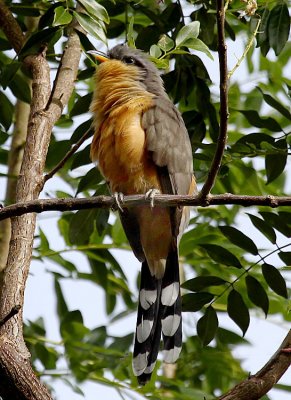 Mangrove Cuckoo