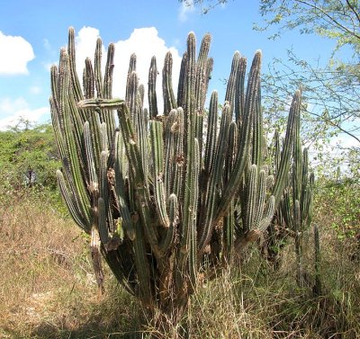 Cactus at Guanica Dry Forest