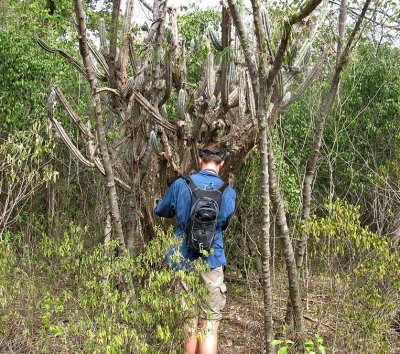 Penetrating the Guanica Dry Forest