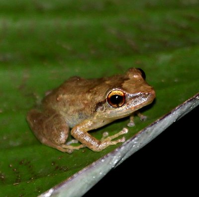 Puerto Rican Frog