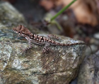 Gecko species