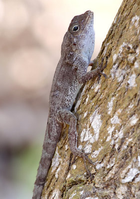 Anolis Lizard species