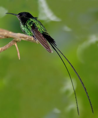 Black-billed Streamertail