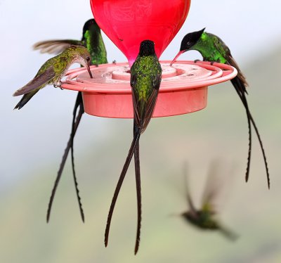 Red-billed Streamertails