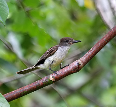 Stolid Flycatcher