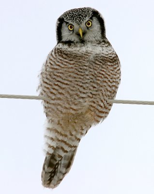 Northern Hawk Owl