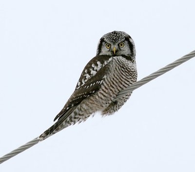 Northern Hawk Owl