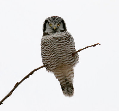 Northern Hawk Owl