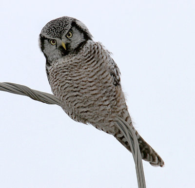 Northern Hawk Owl