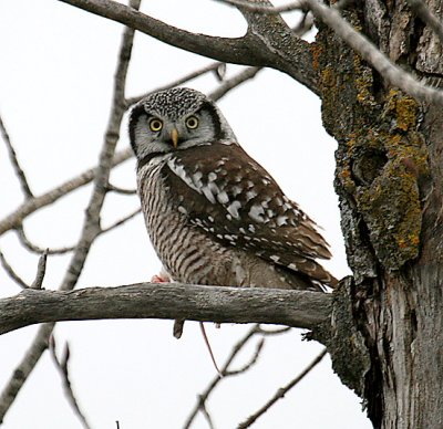 Northern Hawk Owl