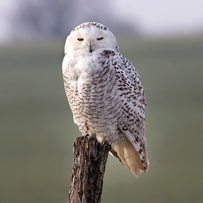 Snowy Owl