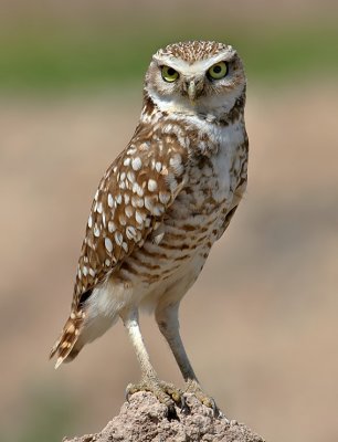 Burrowing Owl