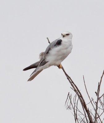 White-tailed Kite