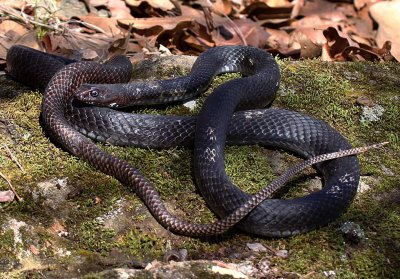 Eastern Coachwhip Snake