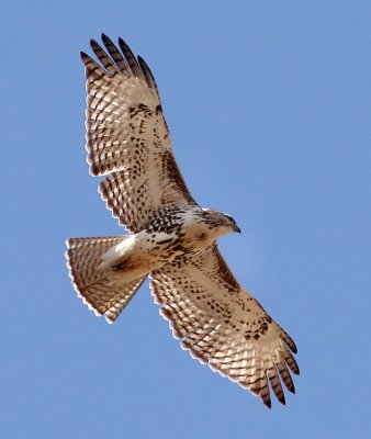 Red-tailed Hawk