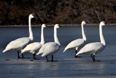 Tundra and Trumpeter Swans