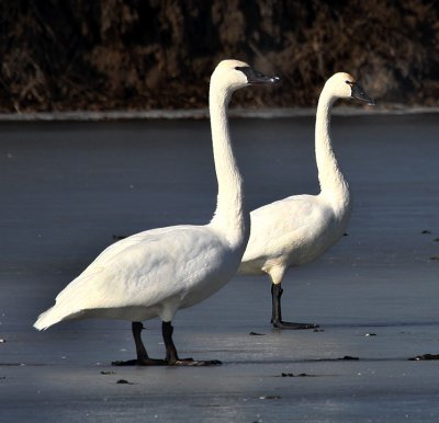 Trumpeter and Tundra Swans