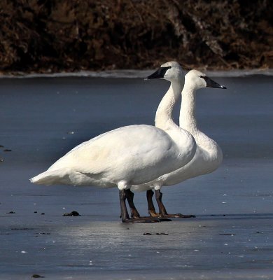 Trumpeter Swans