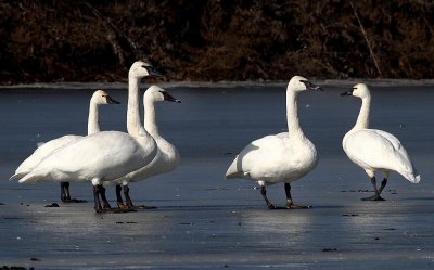 Tundra and Trumpeter Swans