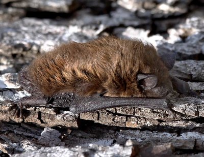 Evening Bat