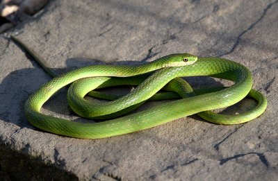 Rough Green Snake