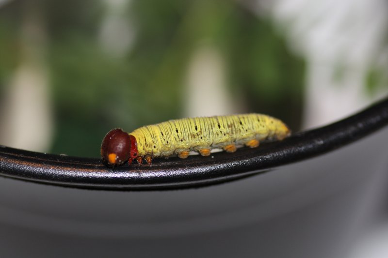 Silver-spotted Skipper ready to pupate