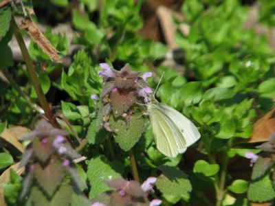 Cabbage White, male