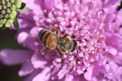 Honey Bee on Scabiosa