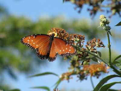 Queen Butterfly, late season arrival