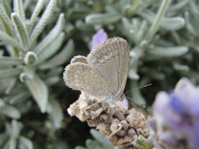 Small blue butterfly on lavender seen at Bondi  Beach