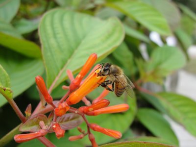 Honey Bee on Firebush