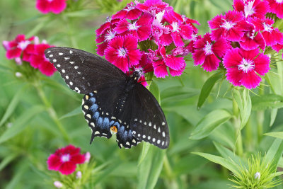Black Swallowtail on Sweet William